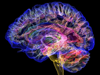 爆插逼逼AV大脑植入物有助于严重头部损伤恢复